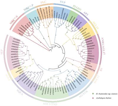 Genome-wide analysis of the MADS-box gene family of sea buckthorn (Hippophae rhamnoides ssp. sinensis) and their potential role in floral organ development